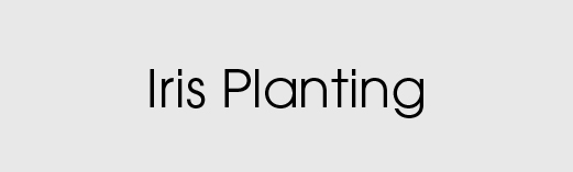 Iris Planting